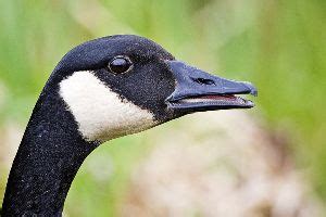 canada goose bird adaptations